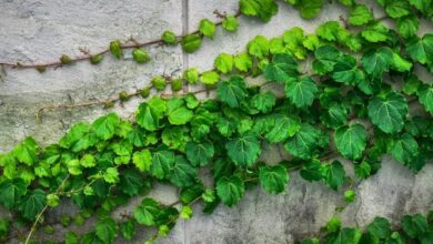 Ivy Vine The Leaves · Free photo on Pixabay