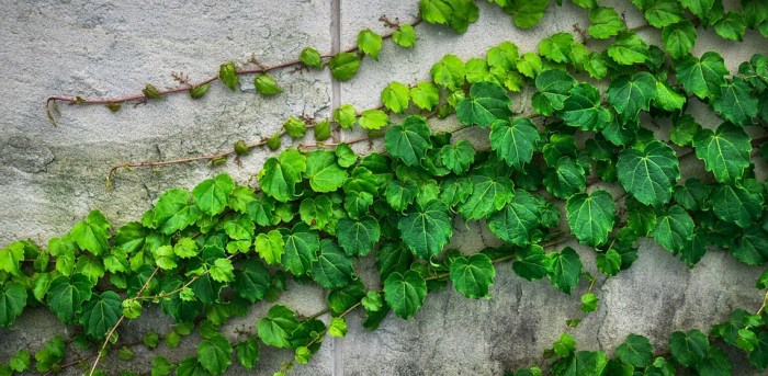 Ivy Vine The Leaves · Free photo on Pixabay Ivy Vine The Leaves · Free photo on Pixabay
