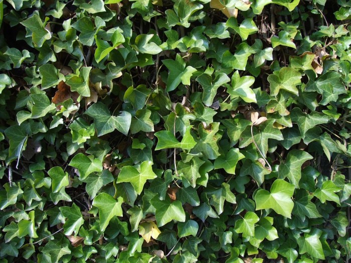 Free photo: Ivy, Leaves, Climber, Ivy Leaves - Free Image on Pixabay ... Ivy League MBA application tips